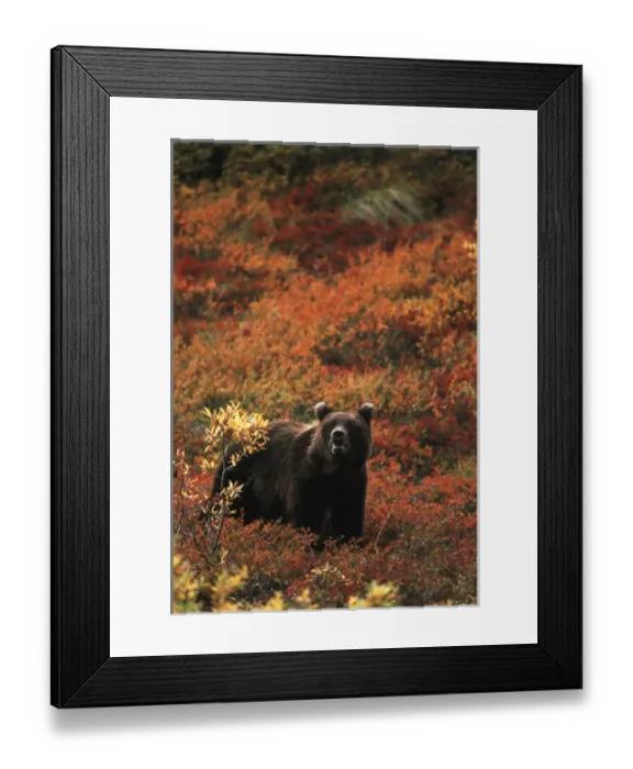 Framed Print : USA, Alaska, Denali National Park And Preserve, Grizzly bear standing in autumn landscape Framed Print : USA, Alaska, Denali National Park And Preserve, Grizzly bear standing in autumn landscape
