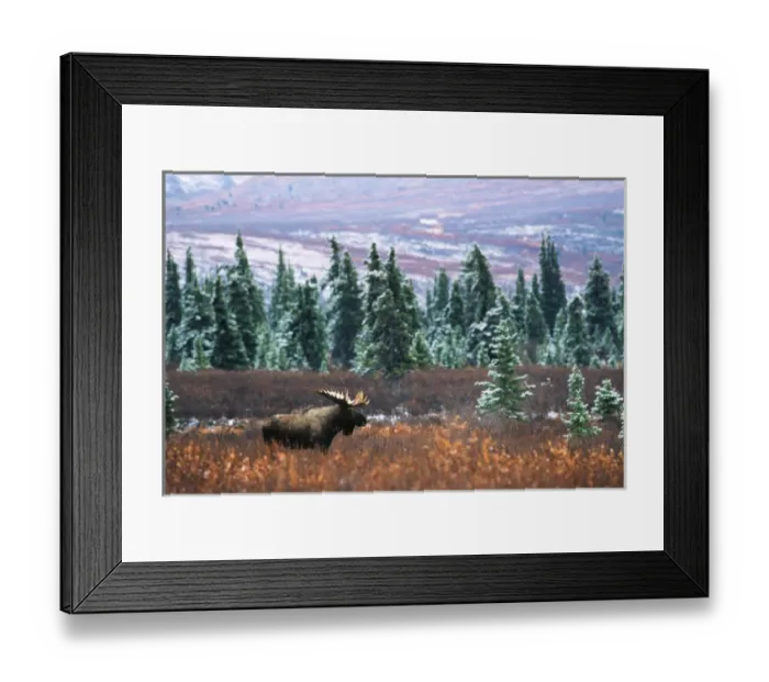 Framed Print : USA, Alaska, Denali National Park And Preserve, , Bull moose standing in field Framed Print : USA, Alaska, Denali National Park And Preserve, , Bull moose standing in field