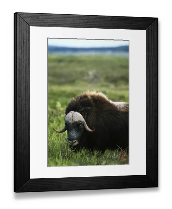 Framed Print : USA, Alaska, Alaska North Slope, Arctic National Wildlife Refuge, Musk ox bull standing Framed Print : USA, Alaska, Alaska North Slope, Arctic National Wildlife Refuge, Musk ox bull standing