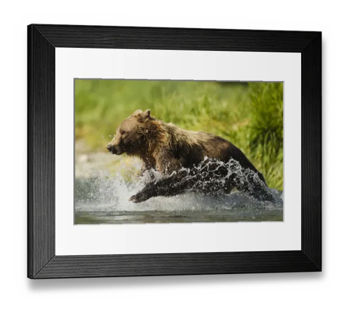 Framed Print : North America, USA, SW Alaska, Geographic Harbor, coastal Katmai National Park, Brown bear
