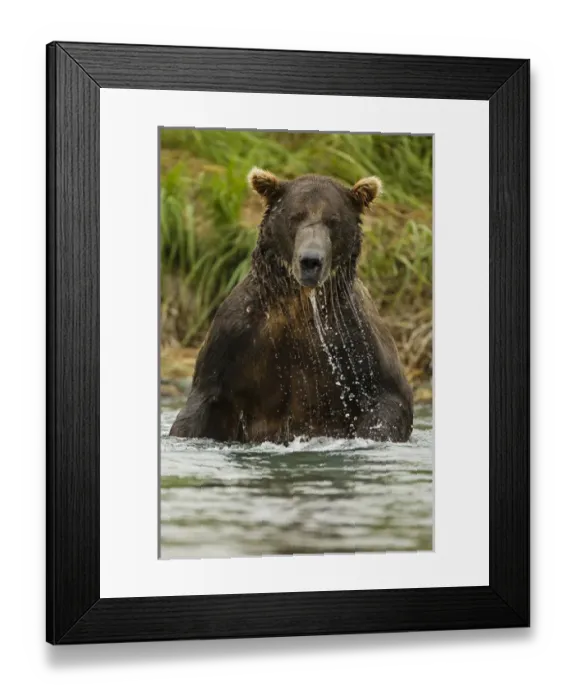 Framed Print : North America, USA, SW Alaska, Geographic Harbor, coastal Katmai National Park, Brown bear Framed Print : North America, USA, SW Alaska, Geographic Harbor, coastal Katmai National Park, Brown bear
