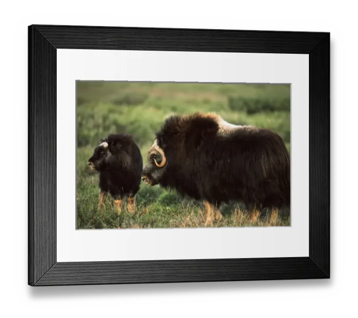 Framed Print : USA, Alaska, Alaska North Slope, Arctic National Wildlife Refuge, Musk ox bulls standing Framed Print : USA, Alaska, Alaska North Slope, Arctic National Wildlife Refuge, Musk ox bulls standing
