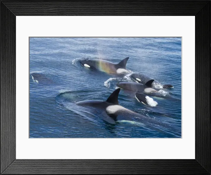 Framed Print : North America, USA, Alaska, Frederick Sound, Orca, Orcinus orca, pod