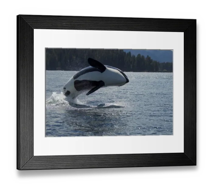Framed Print : North America, USA, Alaska, Frederick Sound, Orca, Orcinus orca, breaching Framed Print : North America, USA, Alaska, Frederick Sound, Orca, Orcinus orca, breaching