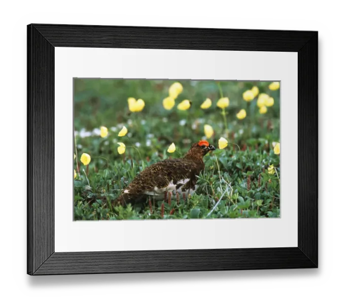Framed Print : USA, Alaska, Denali National Park And Preserve, Male willow ptarmigan in poppy field