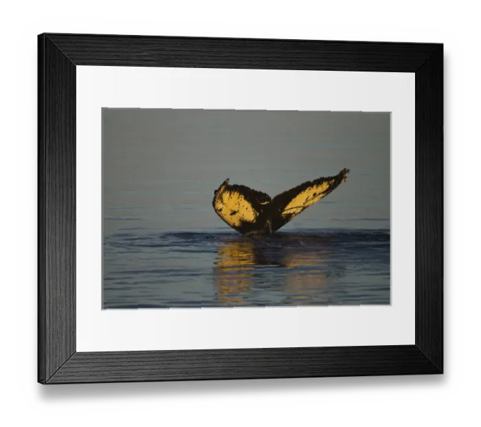 Framed Print : North America, USA, Alaska, Fredrick Sound, Humpback Whale, Megaptera novaeangliae, tail Framed Print : North America, USA, Alaska, Fredrick Sound, Humpback Whale, Megaptera novaeangliae, tail