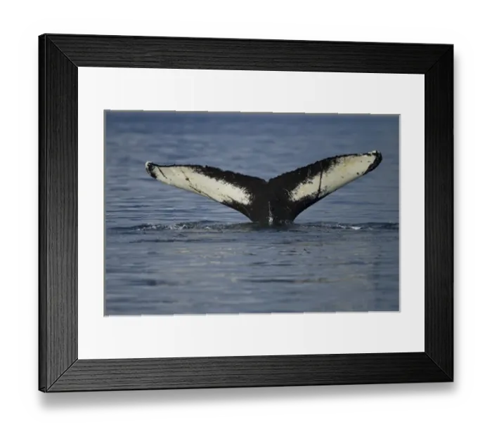 Framed Print : North America, USA, Alaska, in Frederick Sound, Humpback Whale, Megaptera novaeangliae Framed Print : North America, USA, Alaska, in Frederick Sound, Humpback Whale, Megaptera novaeangliae