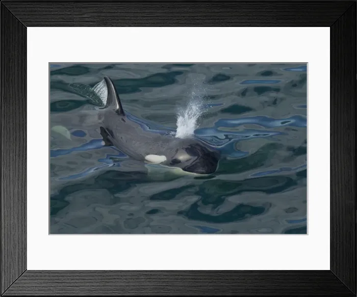 Framed Print : North America, USA, Alaska, Frederick Sound, Orca, Orcinus orca, blowing, toothed whale
