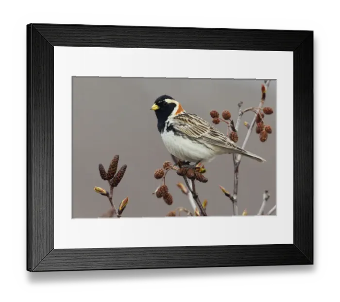 Framed Print : Lapland Longspur Framed Print : Lapland Longspur