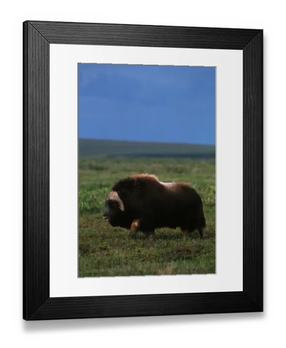 Framed Print : USA, Alaska, Alaska North Slope, Arctic National Wildlife Refuge, Musk ox bull walking Framed Print : USA, Alaska, Alaska North Slope, Arctic National Wildlife Refuge, Musk ox bull walking