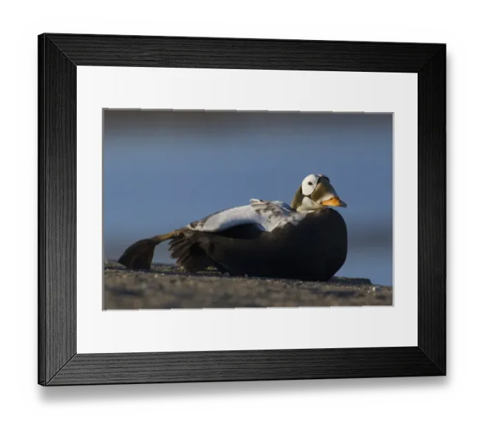 Framed Print : Spectacled Eider Framed Print : Spectacled Eider