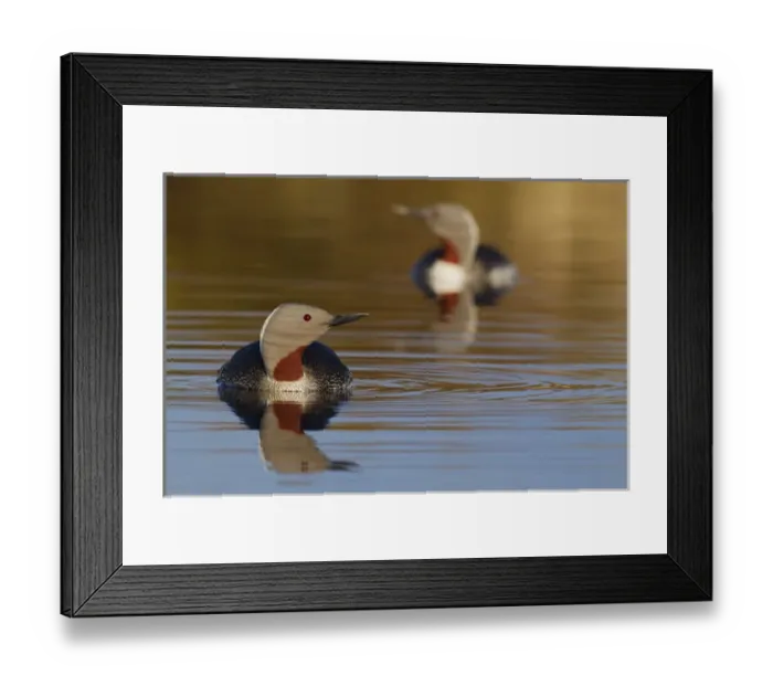 Framed Print : Red-throated Loon Pair Framed Print : Red-throated Loon Pair
