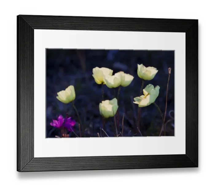 Framed Print : Arctic Wildflowers, Mountain Avens, Seward Peninsula Alaska Framed Print : Arctic Wildflowers, Mountain Avens, Seward Peninsula Alaska