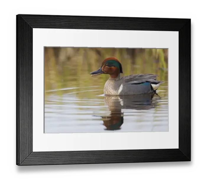 Framed Print : Green-winged Teal