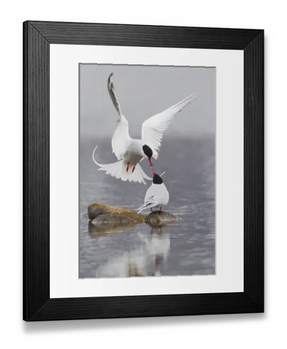 Framed Print : Arctic Terns, courtship Framed Print : Arctic Terns, courtship