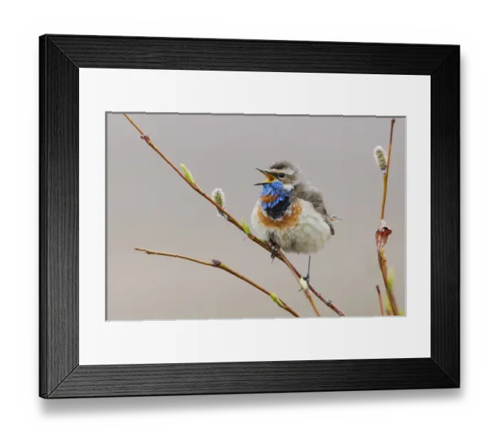 Framed Print : Bluethroat Singing Framed Print : Bluethroat Singing