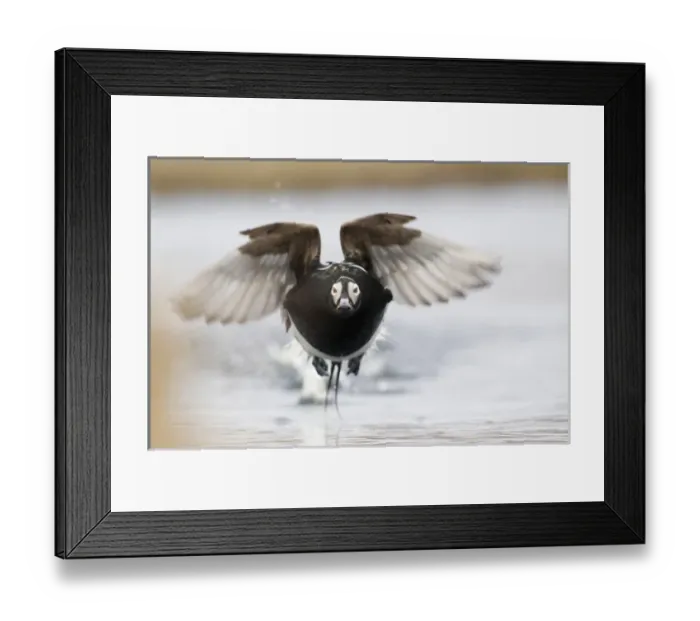 Framed Print : Long-tailed Duck
