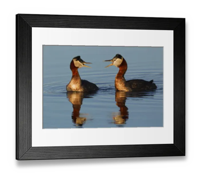 Framed Print : Red-necked Grebes Calling Framed Print : Red-necked Grebes Calling