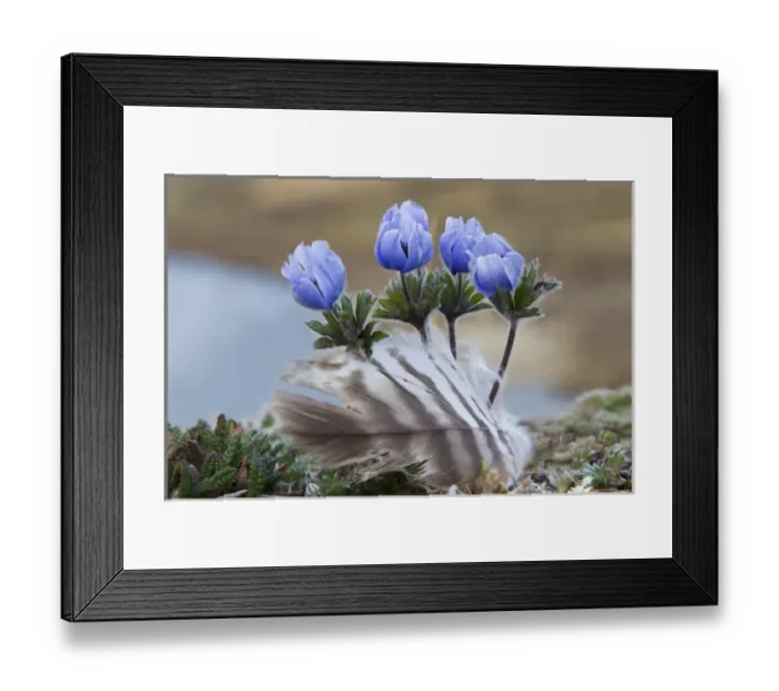 Framed Print : Seward Peninsula, Alaska; Arctic Wildflowers Framed Print : Seward Peninsula, Alaska; Arctic Wildflowers