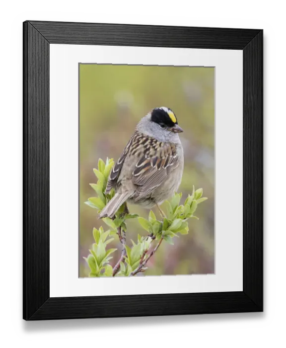 Framed Print : Golden-crowned Sparrow Framed Print : Golden-crowned Sparrow