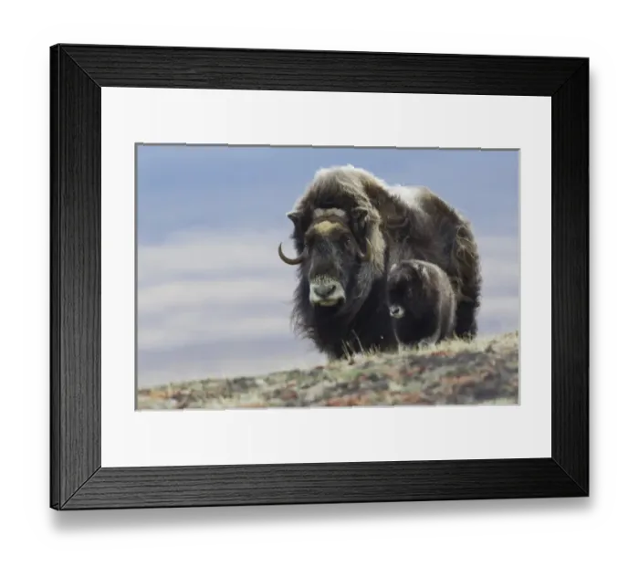 Framed Print : Musk Ox with Calf Framed Print : Musk Ox with Calf