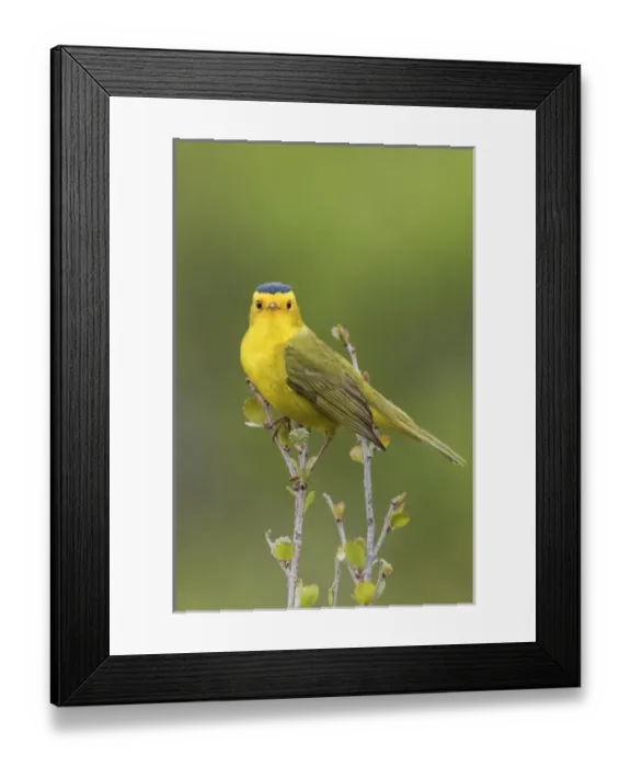 Framed Print : Wilsons Warbler