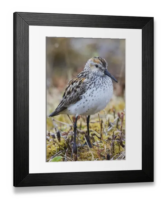 Framed Print : Western Sandpiper Framed Print : Western Sandpiper