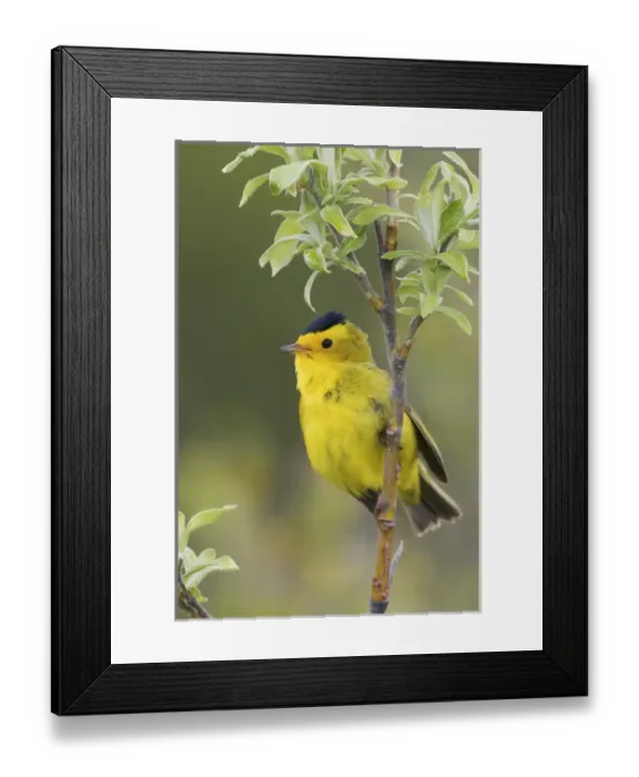 Framed Print : Wilsons Warbler Framed Print : Wilsons Warbler