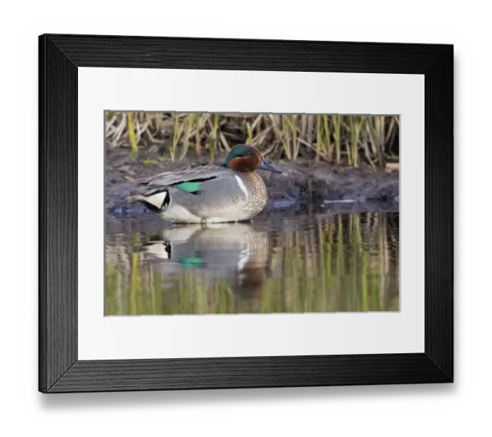 Framed Print : Green-winged Teal Drake Framed Print : Green-winged Teal Drake