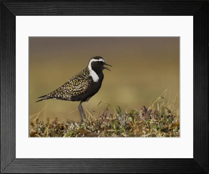 Framed Print : American Golden Plover Calling