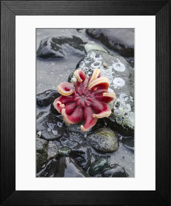 Framed Print : USA, Alaska. Rose sea star exposed on rocks at low tide Framed Print : USA, Alaska. Rose sea star exposed on rocks at low tide