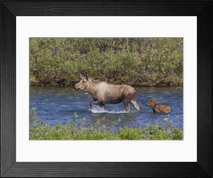 Framed Print : Alaskan Cow Moose with Young Calf Framed Print : Alaskan Cow Moose with Young Calf