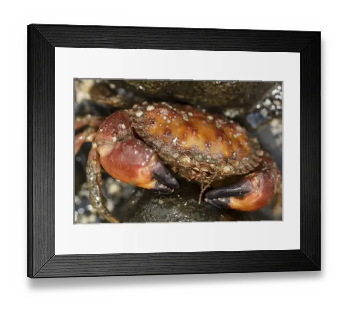 Framed Print : USA, Alaska. Close up view of a pygmy rock crab between rocks at low tide Framed Print : USA, Alaska. Close up view of a pygmy rock crab between rocks at low tide