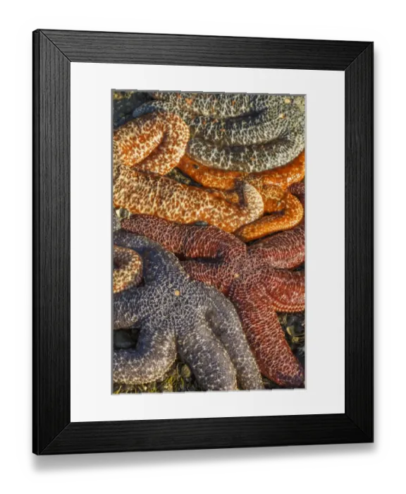 Framed Print : USA, Alaska. Sea stars in a variety of colors on the beach at low tide Framed Print : USA, Alaska. Sea stars in a variety of colors on the beach at low tide