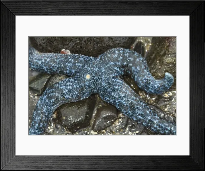 Framed Print : USA, Alaska. A blue sea star with four arms