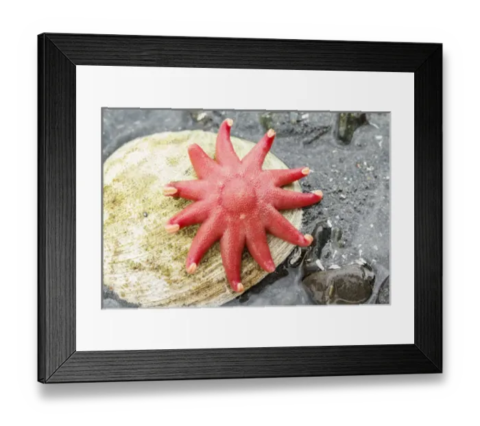 Framed Print : USA, Alaska. A red sun star on a clam shell at low tide Framed Print : USA, Alaska. A red sun star on a clam shell at low tide