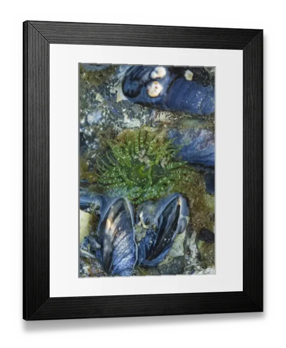 Framed Print : USA, Alaska. A green moon glow anemone and blue mussels in a tidepool