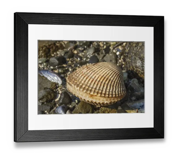 Framed Print : Bivalve, Auke Bay, Alaska Framed Print : Bivalve, Auke Bay, Alaska