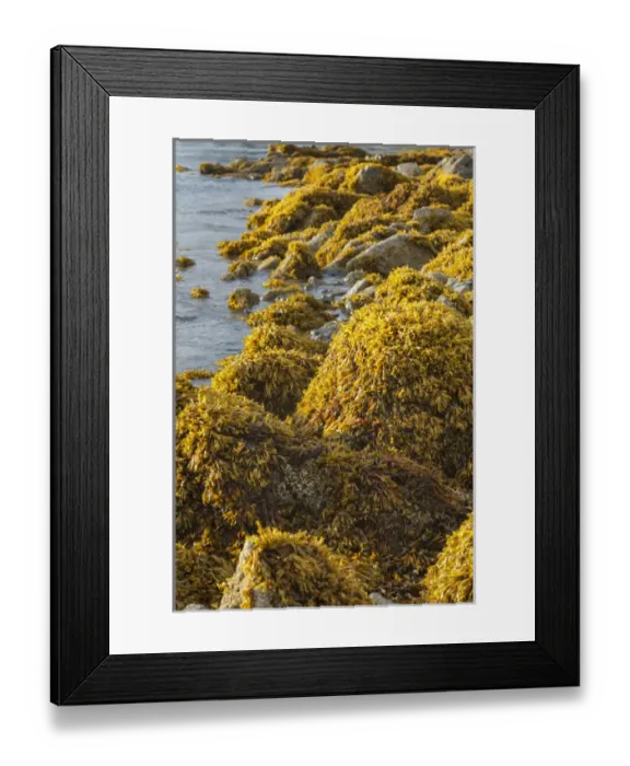 Framed Print : USA, Alaska. Kelp covers rocks along the shore at low tide Framed Print : USA, Alaska. Kelp covers rocks along the shore at low tide