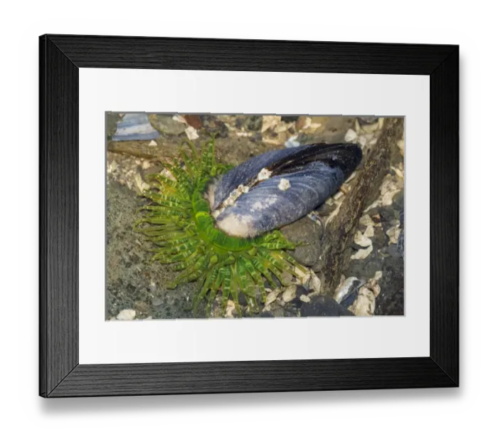 Framed Print : USA, Alaska. A moon glow anemone attempts to eat a blue muscle Framed Print : USA, Alaska. A moon glow anemone attempts to eat a blue muscle
