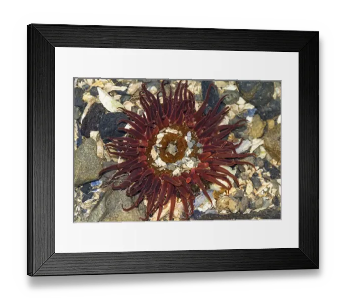 Framed Print : Anemone, Auke Bay, Alaska