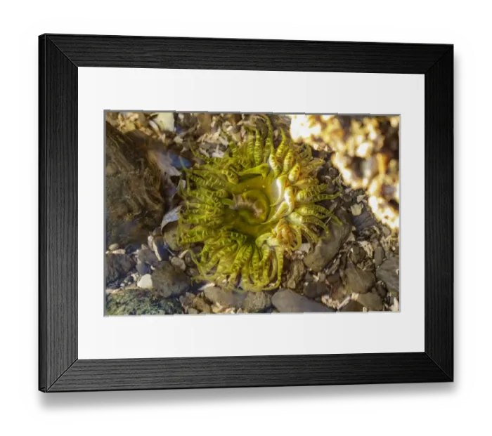 Framed Print : USA, Alaska. A green and yellow moon glow anemone in a tidepool Framed Print : USA, Alaska. A green and yellow moon glow anemone in a tidepool