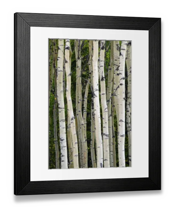 Framed Print : Aspen Tree Trunks; Healy; Alaska; USA