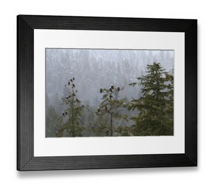 Framed Print : USA, Alaska. Bald eagles congregate in trees during