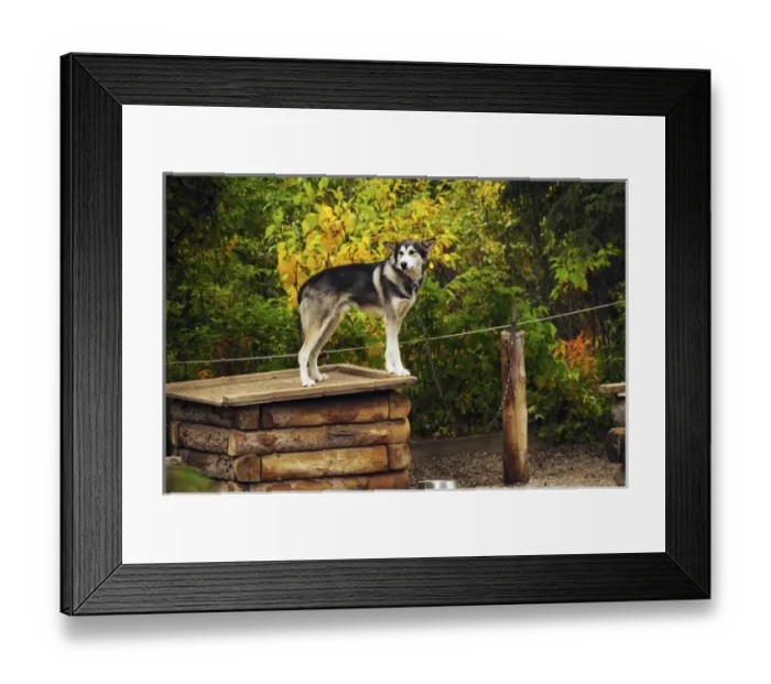 Framed Print : Alaskan Husky; Denali National Park; Alaska; USA Framed Print : Alaskan Husky; Denali National Park; Alaska; USA
