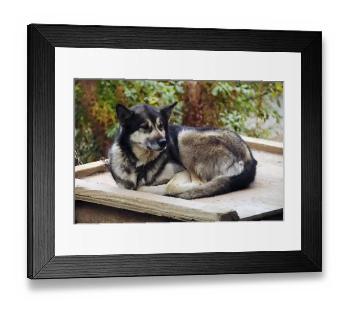 Framed Print : Alaskan Husky; Denali National Park; Alaska; USA Framed Print : Alaskan Husky; Denali National Park; Alaska; USA