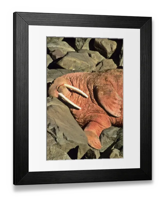 Framed Print : Pacific Walrus (Odobenus rosmarus divergens). Round Island, Alaska, USA, North America