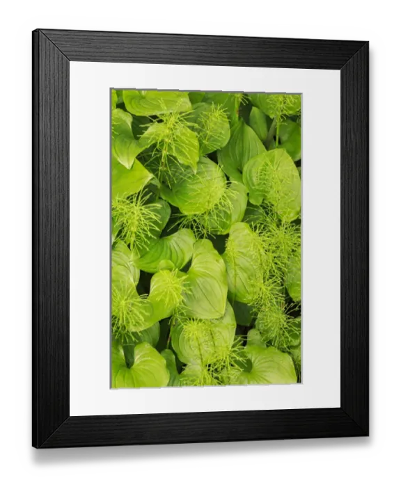 Framed Print : USA, Alaska. Horsetails and deer heart leaves growing together on the forest floor Framed Print : USA, Alaska. Horsetails and deer heart leaves growing together on the forest floor