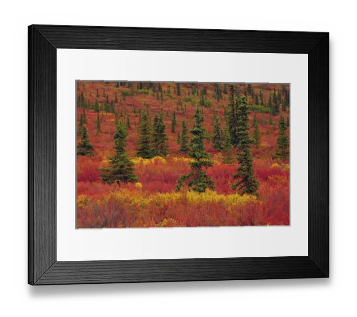 Framed Print : Autumnon the Taiga; Denali National Park; Alaska; USA Framed Print : Autumnon the Taiga; Denali National Park; Alaska; USA