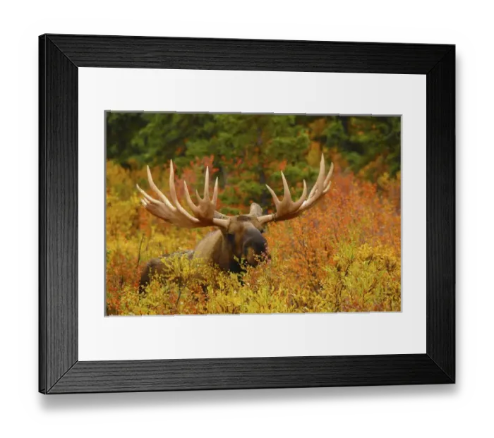 Framed Print : Bull Moose Feeding, Denali National Park, Alaska, USA Framed Print : Bull Moose Feeding, Denali National Park, Alaska, USA